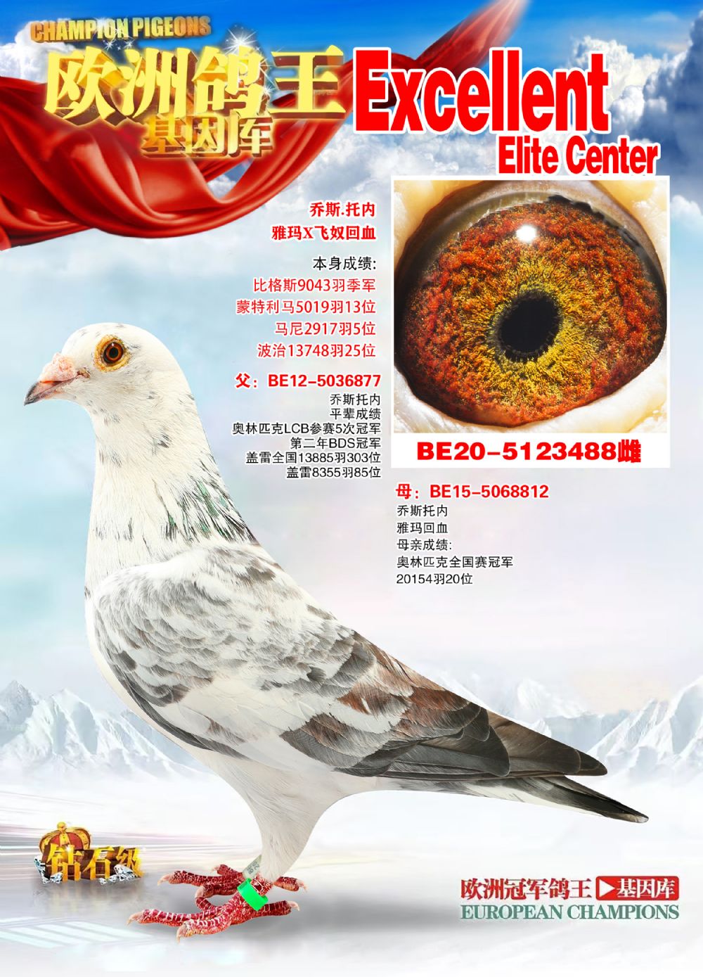 信鸽拍卖网(gps信鸽拍卖网)
